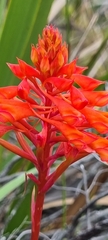 Disa ferruginea