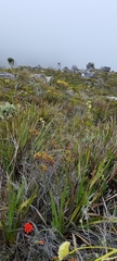 Disa ferruginea