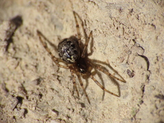 Enoplognatha