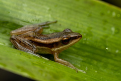 Hylarana erythraea