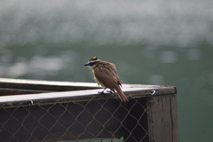 Pitangus sulphuratus