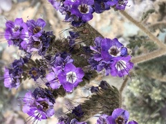 Phacelia crenulata