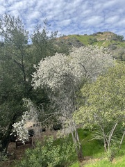 Ceanothus megacarpus