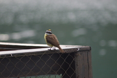 Pitangus sulphuratus