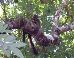 Red-Collared Lemur photo 2
