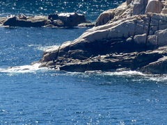 Arctocephalus pusillus