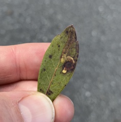 Phytomyza glabricola