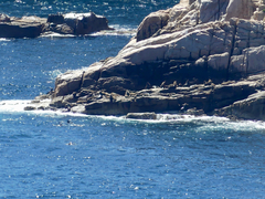 Arctocephalus pusillus