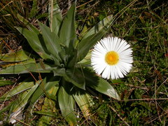 Celmisia semicordata