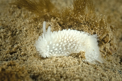 Onchidoris muricata