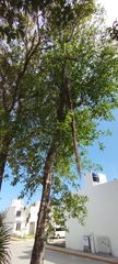 Ficus pertusa