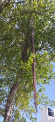 Ficus pertusa