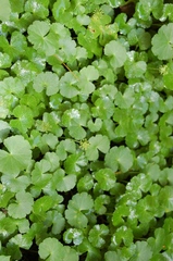 Hydrocotyle mexicana