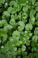 Hydrocotyle mexicana