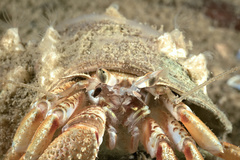 Pagurus bernhardus