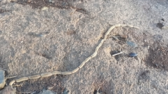 Thaumetopoea pityocampa