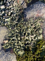 Dermatocarpon luridum