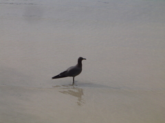 Leucophaeus fuliginosus