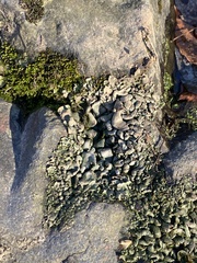 Dermatocarpon luridum