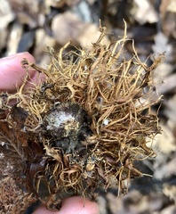 Andricus caputmedusae