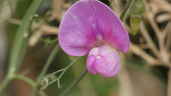 Lathyrus latifolius