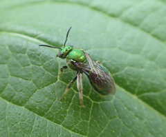 Paraugochloropsis