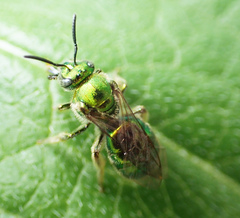 Paraugochloropsis