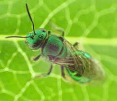 Paraugochloropsis