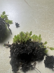 Funaria hygrometrica