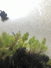 Funaria hygrometrica