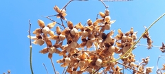 Ipomoea pes-tigridis