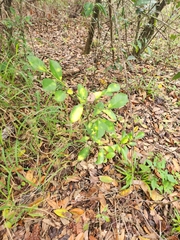 Citrus deliciosa