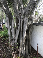 Ficus microcarpa