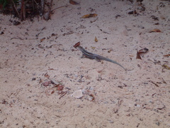 Microlophus albemarlensis