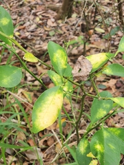Citrus deliciosa