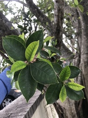 Ficus microcarpa