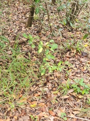 Citrus deliciosa