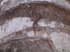 Phyllodactylus simpsoni