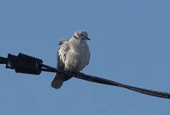 Streptopelia roseogrisea