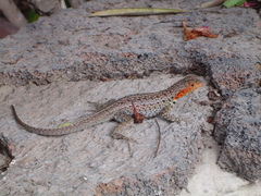 Microlophus albemarlensis