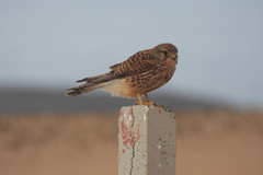 Falco tinnunculus dacotiae