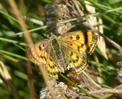Lycaena tama