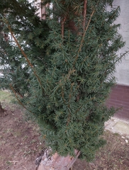 Taxus baccata