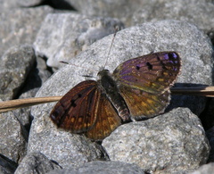 Lycaena tama