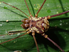 Cosmetinae