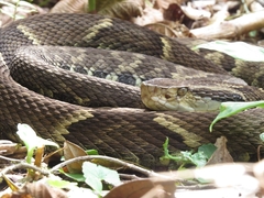 Bothrops jararaca