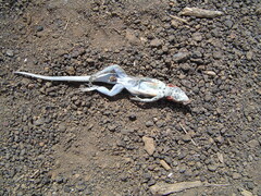 Microlophus albemarlensis