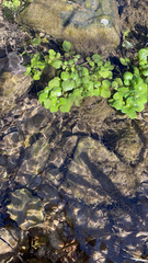 Nasturtium officinale