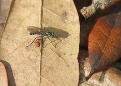 Plagioneurus univittatus