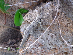 Microlophus albemarlensis